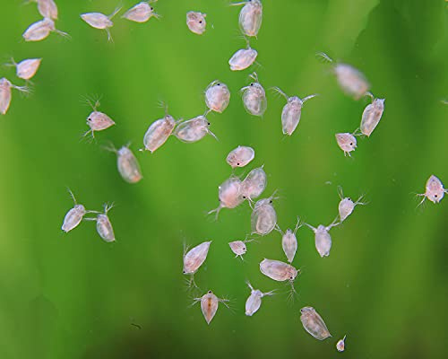 NatureHolic Lebendfutter Wasserflöhe/Daphnien I perfekte Ballaststoffquelle I Vitaminhaltig I gesunder Snack I gut als Zuchtansatz nutzbar