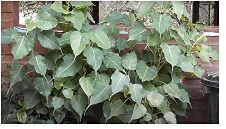 Stk - 50x Ficus religiosa Feige Pippala Bodhibaum Garten Pflanzen - Samen ID109 - Seeds & Plants Shop by Ipsa