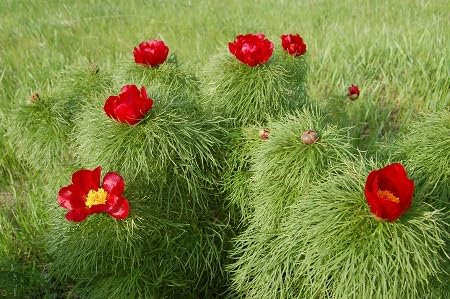 Fern Leaf Peony Flower Seeds 50pcs red
