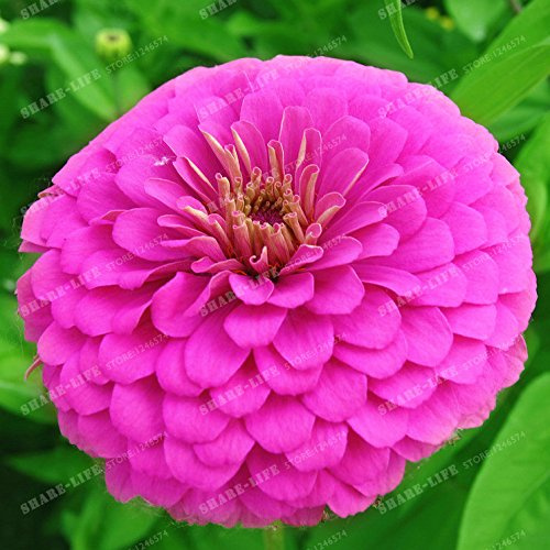 100 PCS/Pack-Rare Calendula officinalis Blumensamen Gelbe Ringelblume Blumen Topfbonsaipflanzen für Haus Garten und Balkon 4 : Seeds Only