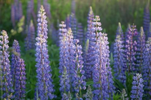 Lupine Blaue 'The Governer' - frosthart, blau