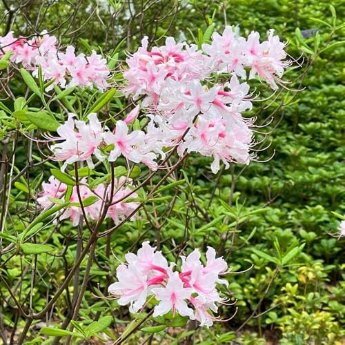 Semillas de azalea y rododendro, resistentes Decoración de sala estar, ornamental resistente, setos, arbustos verdes, decoración jardín al aire 300pcs