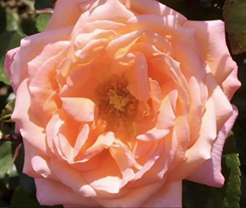 'Iris' Potted Rose - Gorgeous Coral Blooms - Hybrid Tea Rose - 4 Litre Pot