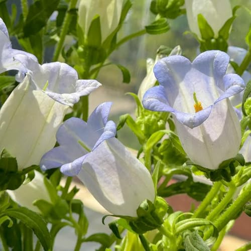 glockenblume - kletterpflanzen winterhart, bio glockenblume, wildblumensamen hochbeet blumensamen balkon, winterharte kübelpflanzen 400samen
