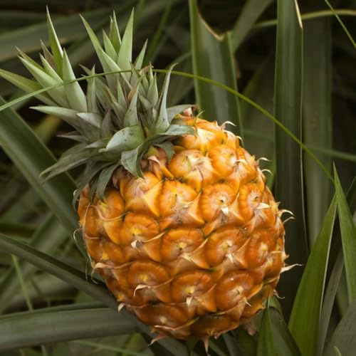ananas, obstbäume kaufen garten steingartenpflanzen säulenobstbäume winterhart obstbaum winterharte garten obstgarten gartenarbeit geschenk 35samen
