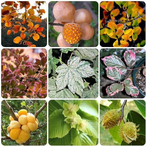 Semi di faggio europeo, Fagus sylvatica, biologici da siepe esotiche resistenti per il giardino 200pcs