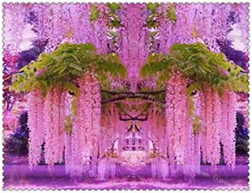 Bloom Green Co. 10pcs / bag Wisteria bonsai rare rosso Wisteria fiore bonsai piante arboree perenni Indoor Ornamentali piante in vaso: 10