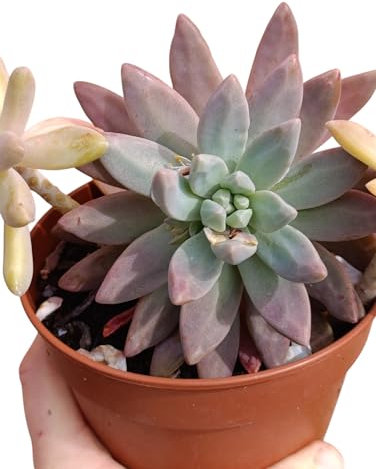 pianta grassa Graptosedum Francesco Baldi da collezione succulenta