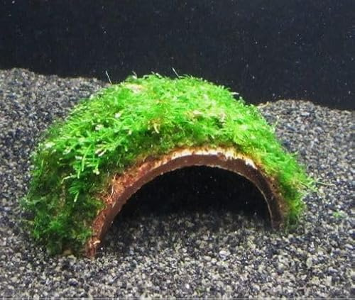 florari Kokosnuss-Höhle mit Taxiphyllum barbieri/Javamoos
