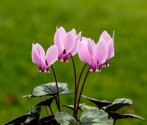 100 graines de fleurs de cyclamen fraîches