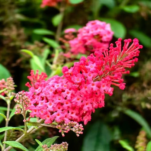 semi di Buddleja davidii - autunno perenni resistenti, giardino ombra, resistenti selvatici balcone 10pcs