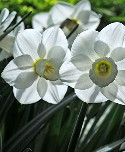 PLAT FIRM GERMINATION SEEDS:Snowboard ge Cup Daffodil - 6 - Long ing Period - 14/16cm