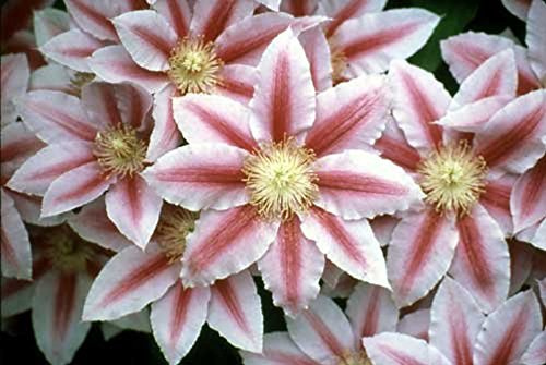 Bees Jubilee Clematis Vine - Pink & Red Blooms - 2.5 Pot