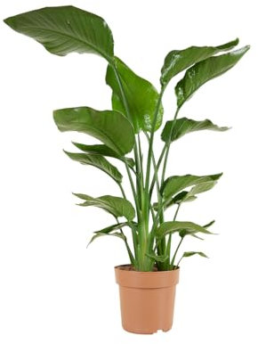 Bloomique - Strelitzia Nicolai - Strelitzie Pflanze - Paradiesvogel Pflanze - Paradiesvogelblume - Zimmerpflanzen Groß - Grünpflanzen Luftreinigend - Höhe 70-80 cm - Topf 17 cm