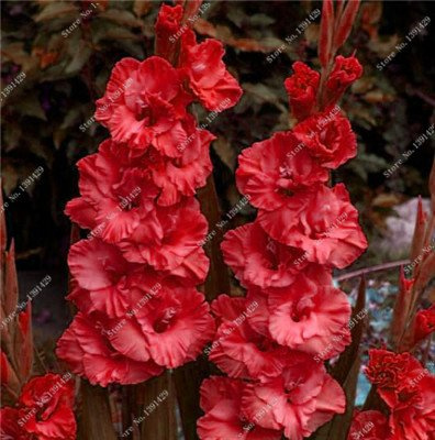 VENDITA 10 pc/sacchetto Semi di perenne fiore gladiolo, aerobici in vaso semi rari giglio di spada molto o Per la casa Giardino Piantare 18
