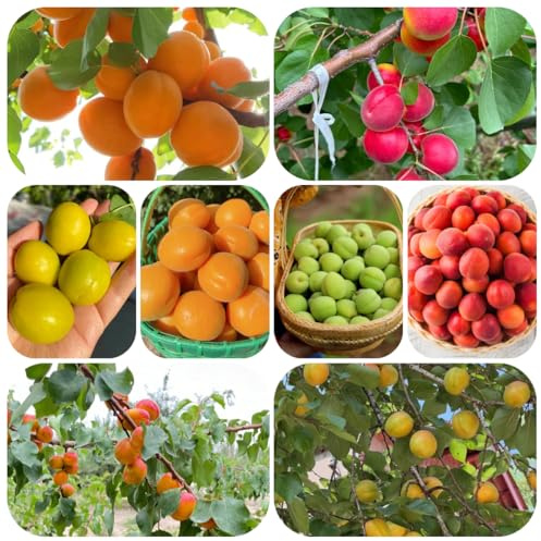 semi nani di albicocca, esotici resistenti alla fresca decorative biologici per il giardino 12pcs