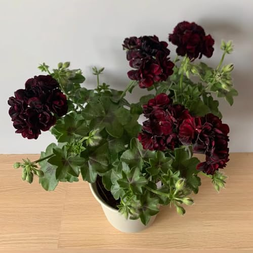Gerani, rampicante rara Aiule rialzate per il giardino Giardino roccioso: resistenti al pieno sole decorative arredamento del soggiorno da 900semi
