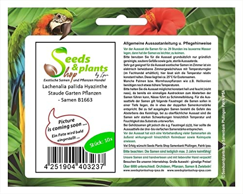 Stk - 10x Lachenalia pallida Hyazinthe Staude Garten Pflanzen - Samen B1663 - Seeds & Plants Shop by Ipsa