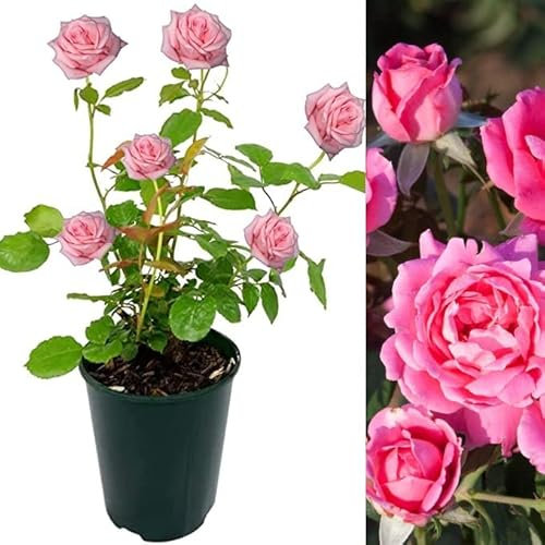 Rose Bush Pink Fire - Floribunda Pink Rose Bush for The Garden in a 3 Litre Pot (1 Plant)