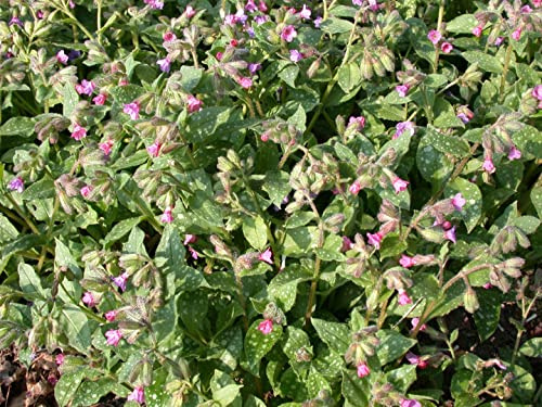 Pulmonaria saccharata 'Mrs Moon' 9x9 cm Topf – Winterhart, Mehrjährig, Pflegeleicht – Lungenkraut – Staude für Schattenbeet & Unterpflanzung