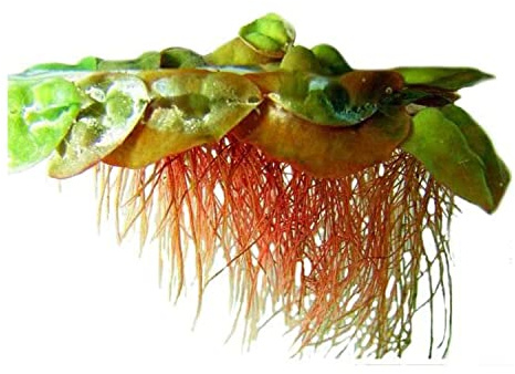 Canton Aquatics Red Root Floaters Live Plant Portion Cup 4 Ounce Aquarium Plants Live for Shrimp Tank Plants Nutrient Control Fast Growing Floating Cover