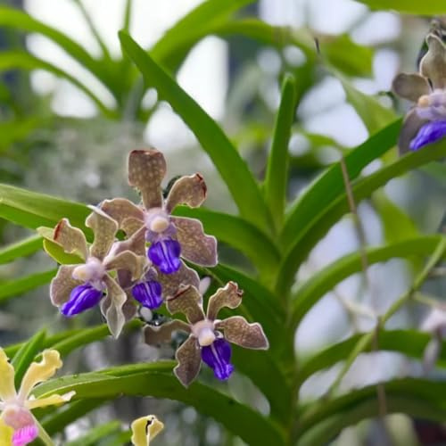 Orchidea Vanda primaverili, resistenti in vaso giardino di interno rampicanti, giardino roccioso balcone recisi decorazione 120semi