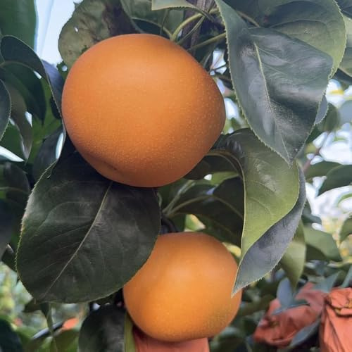 comprar semillas de peral, para elevados Balcón, perennes resistentes exóticas, 100pcs