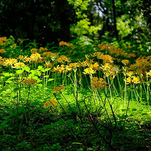 lycoris radiata - gigli ragno Coltivare da giardino sul giglio ragno, giglio di sangue decorazione soggiorno in vaso, di selvatici, 14bulbi