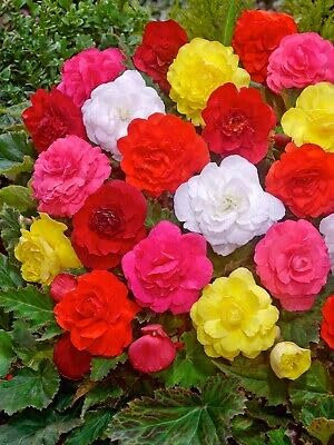 Buy4seeds 15 Seeds Flower Begonia Tuberous Illumination Mixed Easy to Grow
