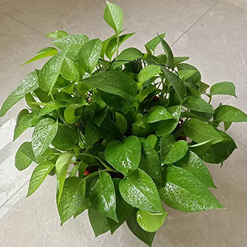 Semi di Pothos - resistenti esterno in vaso balcone rampicanti biologiche prodotti sostenibili d'appartamento purificatrici d'aria decorative per la decorazione 100pcs