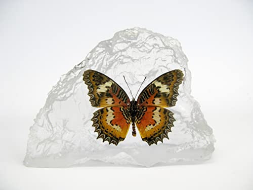 Echter wunderschöner Briefbeschwerer mit sorgfältig präparierten Schmetterling (Leopard Lacewing) in Kunstharz gegossen. Größe 13x9x4cm, 248Gr Gewicht
