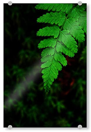 artboxONE Acrylglasbild 30x20 cm Natur Farn im Wald Bild hinter Acrylglas - Bild Wald Farn Garten