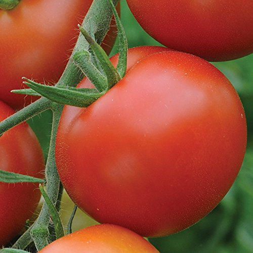 Tomato Vegetable Seeds, Grow Your Own Fruit Crops for Garden, Allotment & Greenhouse Moneymaker Tomatoes Approx 50 Seeds 1 x Finished Packet by Thompson & Morgan