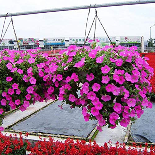 Ultrey Seed House - 50 Pieces Hanging Petunia Flower Seeds Mixed Colors Flower Perennial Bonsai Petunia Seeds Perennial Hardy Shine Your Garden