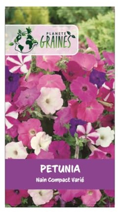 500 graines petunia nain compact colorés -mixtes - fleurs pour massifs, bordure -