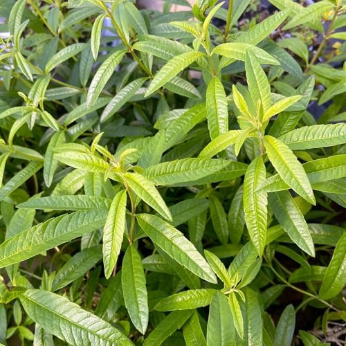 Vivai le Georgiche - Pianta vera di Lippia citriodora - vaso Ø 14 cm