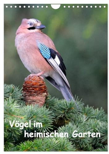 Vögel im heimischen Garten (Wandkalender 2026 DIN A4 hoch), CALVENDO Monatskalender: Wunderschöne Aufnahmen, die die Pracht, Vielfalt und ... für jeden Vogelliebhaber. (CALVENDO Tiere)