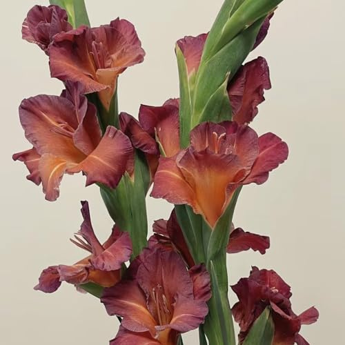 bulbi di gladiola resistente - decorazioni da giardino rare 2pcs