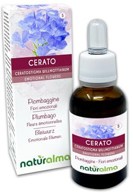 Cerato eller Särn (Ceratostigma willmottianum) Emotionella blommor eller Bachblommor Naturalma - 30 ml droppar - Alkoholfritt flytande extrakt - Blommessenser - Vegansk