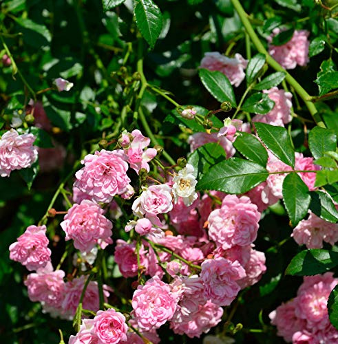 Hochstamm Rose The Fairy 80-100cm - lebende Gartenpflanze aus den Baumschulen