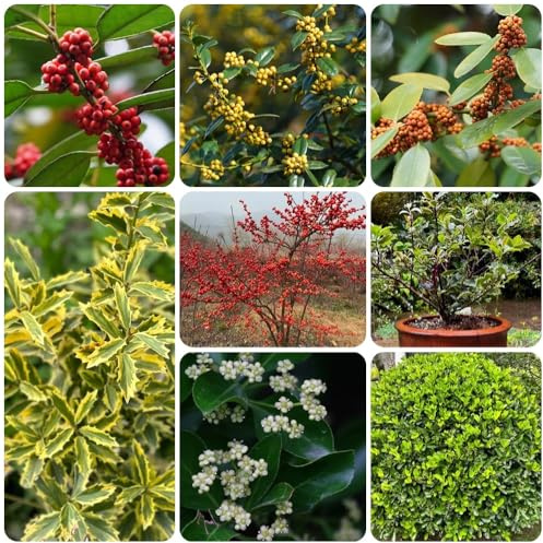 Semi di agrifoglio resistenti, Ilex chinensis, decorazione del giardino per esterno Le sempreverdi 300pcs