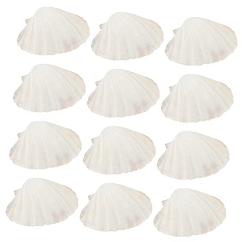 COLLBATH 12 Stück Natur Muscheln Schale Servierschale Für Gegrillte Speisen Muschelschalen Zum Backen