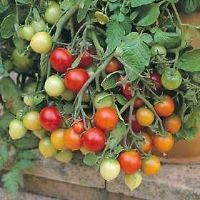 Hänge-Tomate 'Tumbler' - rot, Ideal für Töpfe und Balkone