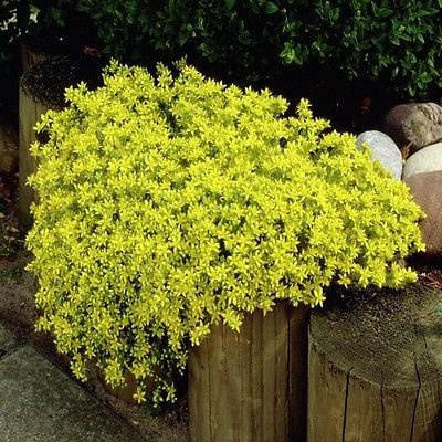 100 semi - Sedum oro Carpet succulente Seeds (Sedum Acre)