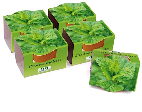 Bull & Bear 5er Set Mini Pflanzset mit Zitronenmelisse Samen im Topf 4,5cm, Zitronenmelissesamen als Anzuchtset mit Pflegeanleitung