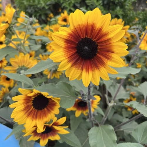 Sonnenblumensamen, bienenwiese gartensamen Sunflowers, Helianthus annuus, wildblumensamen mehrjährig winterhart balkonpflanzen 550pcs