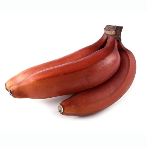 bananensamen zimmerbonsai bonsai winterharte stauden mehrjährig dekopflanzen hochbeete für garten steingartenpflanzen winterhart winterharte kübelpflanzen baumsamen obstsamen 200samen