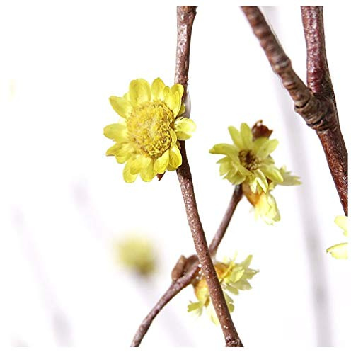 NingVong Flores de Ciruelo secas/arreglos Florales Reales/Ramas de Flores secas/decoración de Ramas secas/Unos 60 cm de Longitud-Amarillo Claro