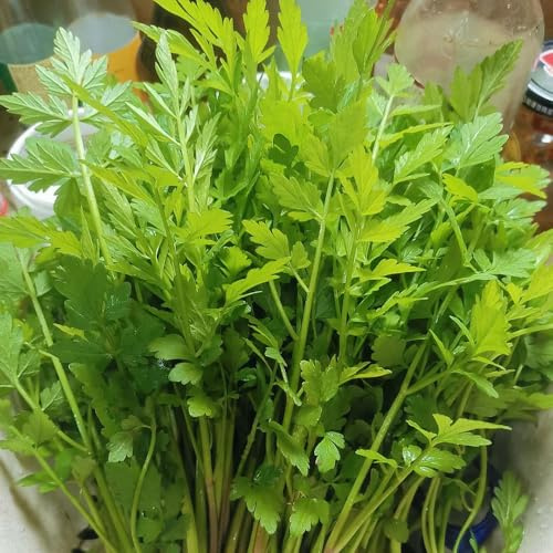 berro, semillas de berro de jardín interior Variedades hortalizas tradicionales,s y silvestres, cocina balcón o invernadero Semillas, 160semillas