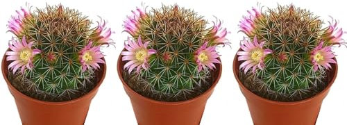 Pack de 3 mini cactus Mammillaria, 6 cm. Catus compacto, con espinas densas y flores pequeñas, fácil de cuidar. Segura Garden.